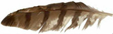 feather