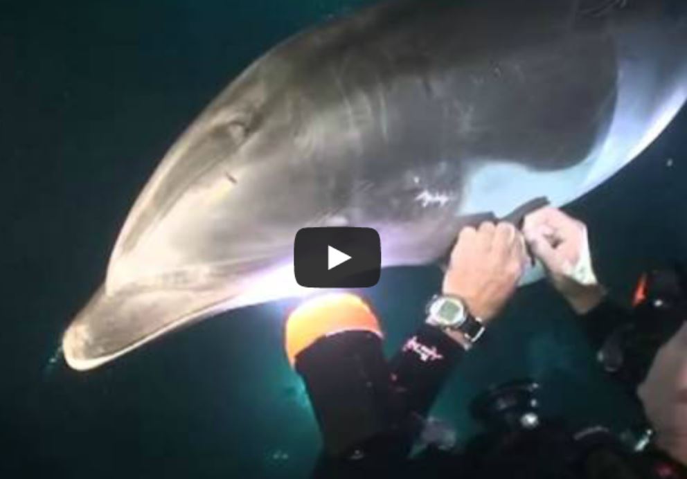 dolphin save