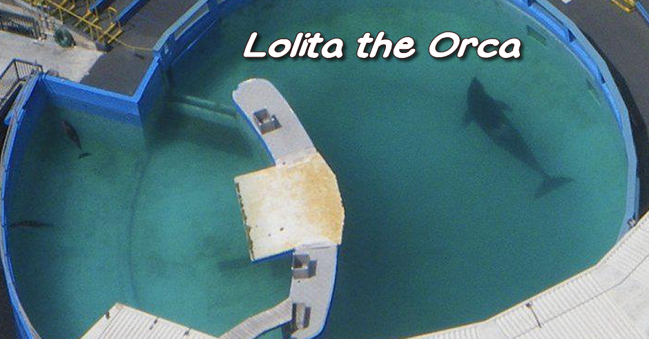 lolita orca